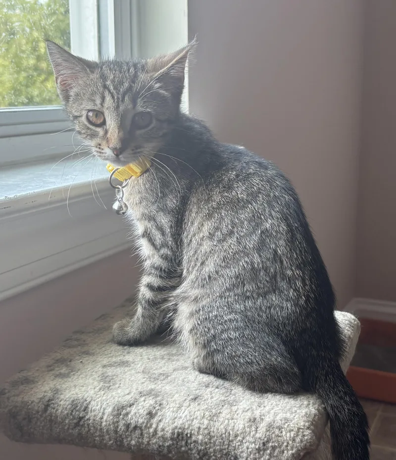 A baby medium-sized female Tabby (Tiger Striped) Domestic Short Hair cat named Sunny for adoption in Breinigsville, PA