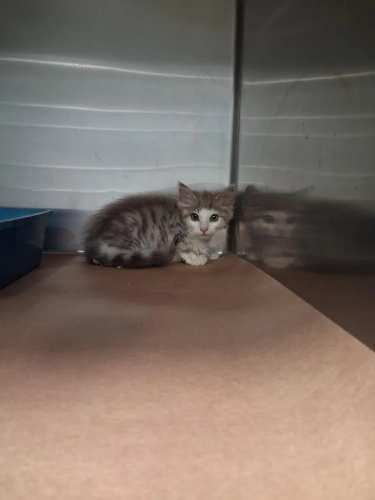 A baby large-sized male Domestic Short Hair cat named Duck for adoption in Cartersville , GA