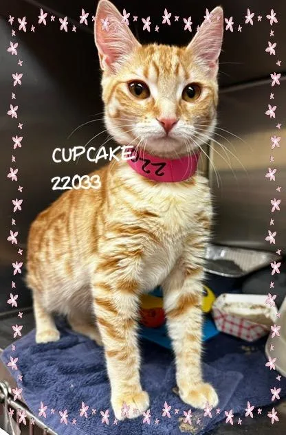 Cupcake
