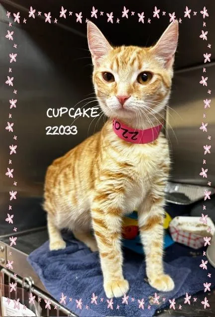 Cupcake thumbnail 2