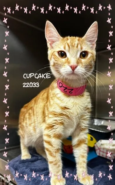 Cupcake thumbnail 3