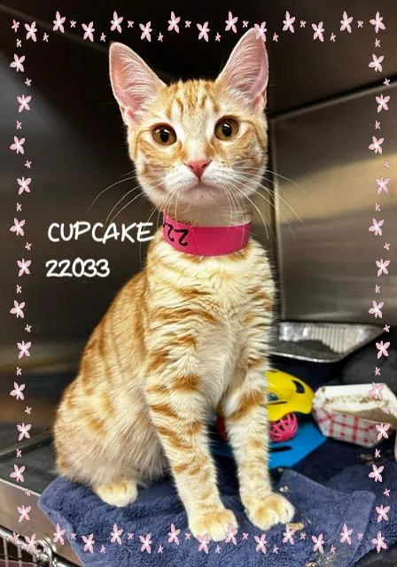 Cupcake thumbnail 5
