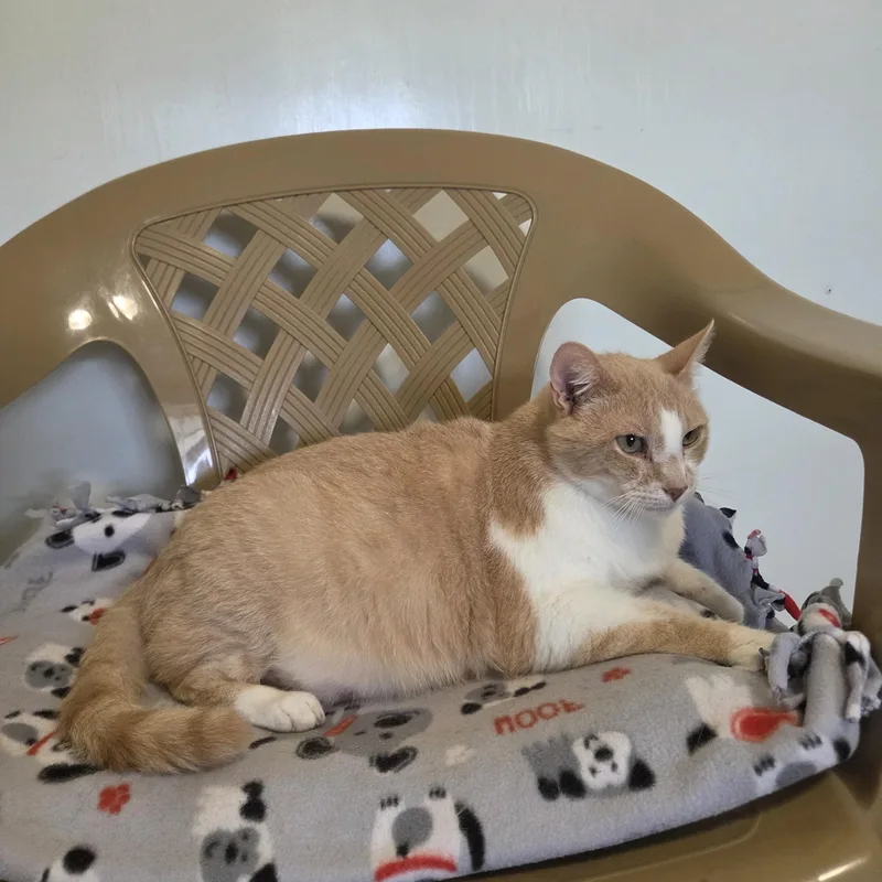 A senior extra large-sized male Orange & White Domestic Short Hair cat named Firecracker for adoption in Lincoln, IL