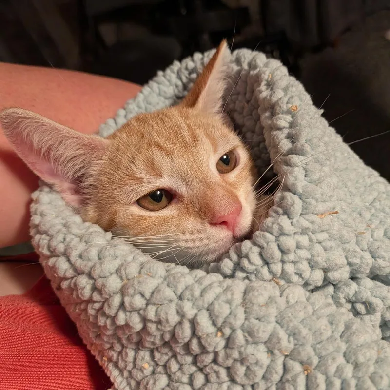 A baby small-sized male Orange / Red Domestic Short Hair cat named Moses for adoption in Irwin, PA