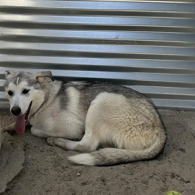 A young small-sized female Siberian Husky dog named Strawberry for adoption in Thousand Palms, CA