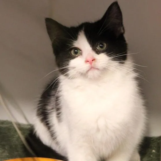 An adult small-sized female Black & White / Tuxedo Domestic Short Hair cat named Jojo for adoption in Defiance, OH