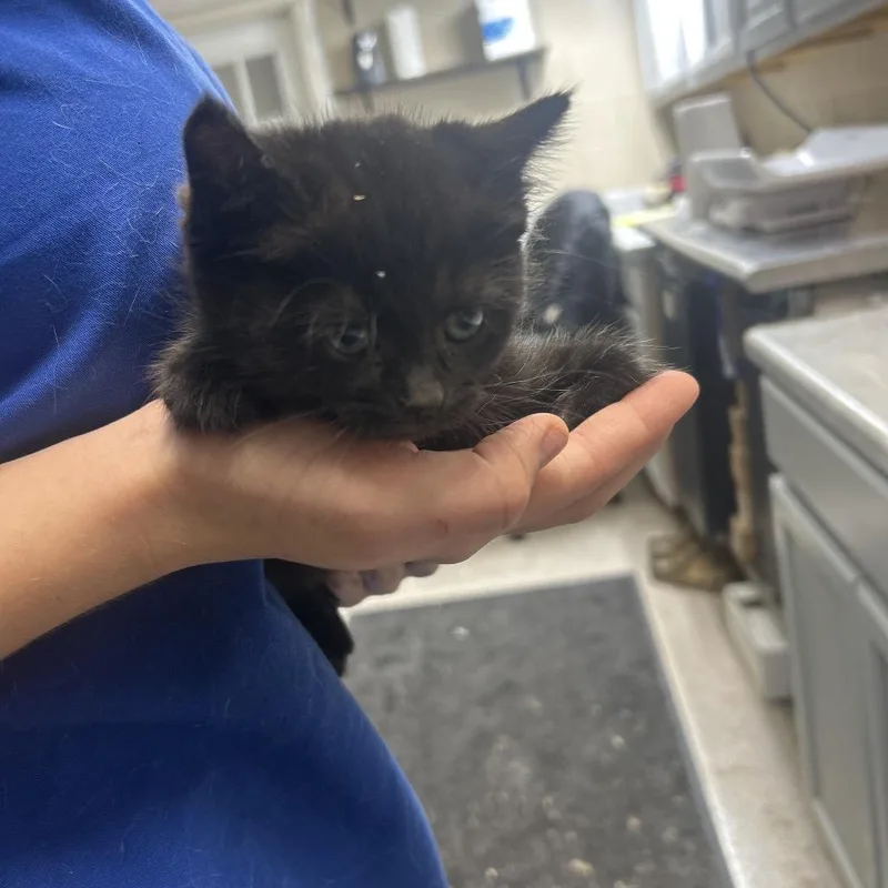 A baby small-sized female Black Domestic Short Hair cat named Irene for adoption in Lewisburg, WV