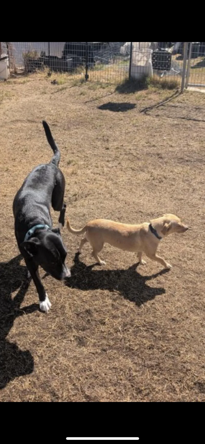 A young small-sized female Apricot / Beige Chihuahua dog named Bunny for adoption in Hamden, CT