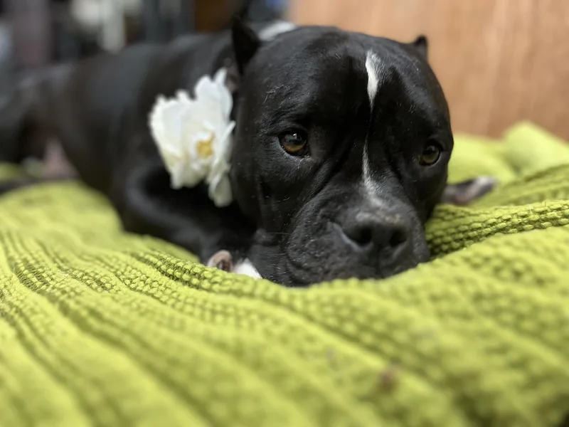 An adult medium-sized female Black American Bully dog named Medusa for adoption in Pearland, TX