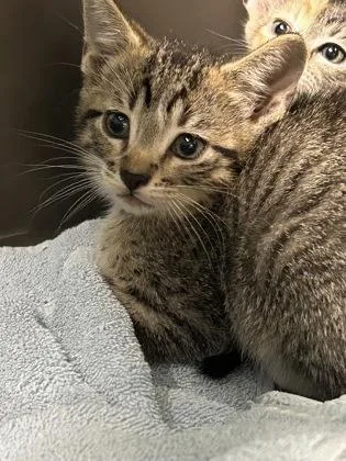 A young medium-sized male Domestic Short Hair cat named Maxwell for adoption in Kansas City, MO