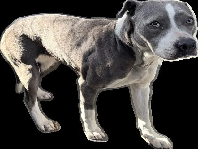 An adult medium-sized female Pit Bull Terrier dog named Jacke for adoption in Los Angeles, CA