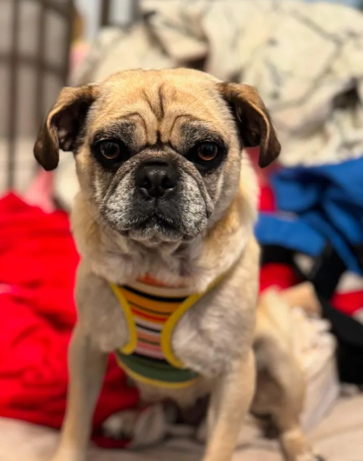 An adult small-sized female Pug dog named Millie for adoption in Los Angeles, CA