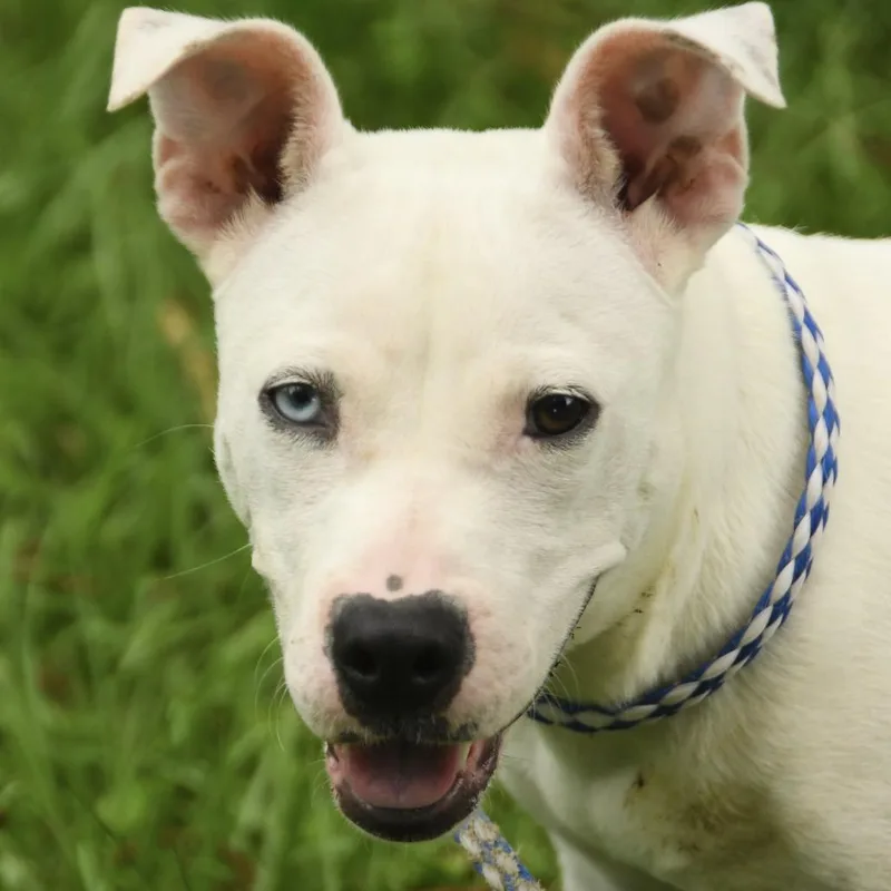 A young medium-sized female White / Cream Boxer dog named Cool Whip for adoption in Natchez, MS