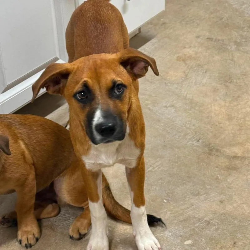 A baby small-sized male Red / Chestnut / Orange Beagle dog named Tate for adoption in Harrisville, WV