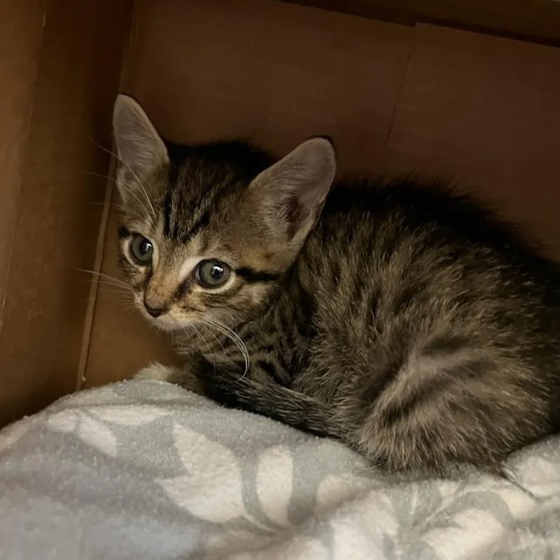 A baby small-sized female Brown / Chocolate Domestic Short Hair cat named Munchie for adoption in Charlottesville, VA