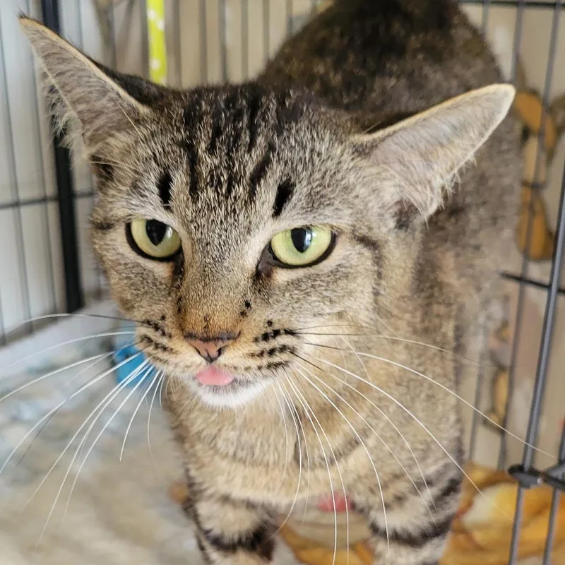 An adult medium-sized female Brown / Chocolate Domestic Short Hair cat named Blissy for adoption in Milan, IL