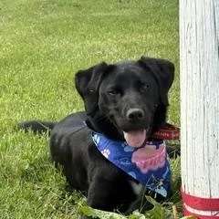 Blue Aka Sammy thumbnail 3