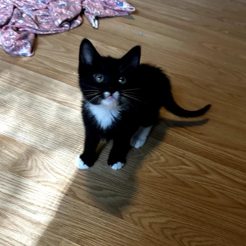 A baby small-sized male Black Domestic Short Hair cat named Ren for adoption in San Antonio, TX