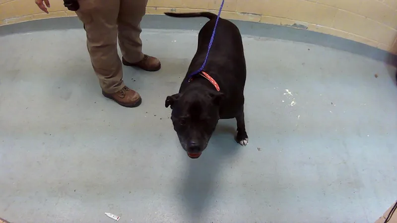 An adult medium-sized female Pit Bull Terrier dog named Ruby for adoption in Tulsa, OK