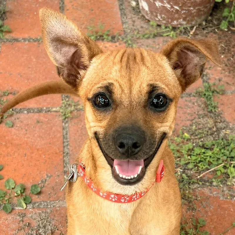 A young small-sized female Brown / Chocolate Chihuahua dog named Jenny for adoption in Boerne, TX