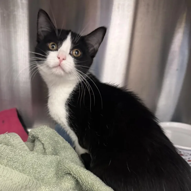 A baby small-sized female Domestic Short Hair cat named Barge for adoption in Pittsburgh, PA