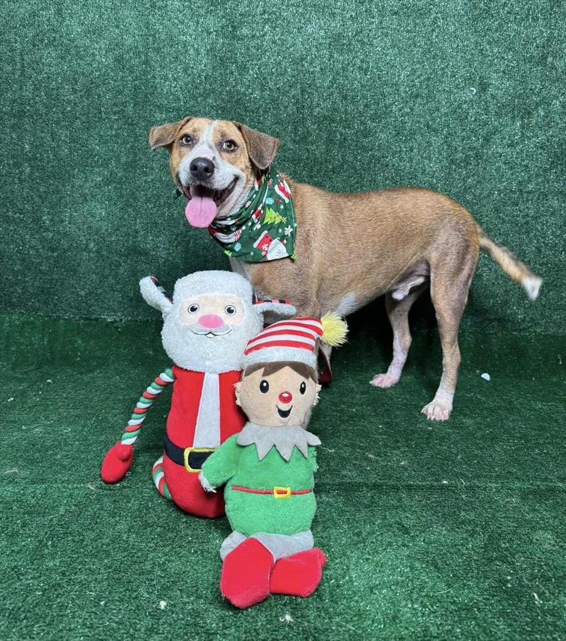 French Fries thumbnail 2