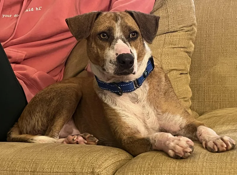 French Fries thumbnail 4