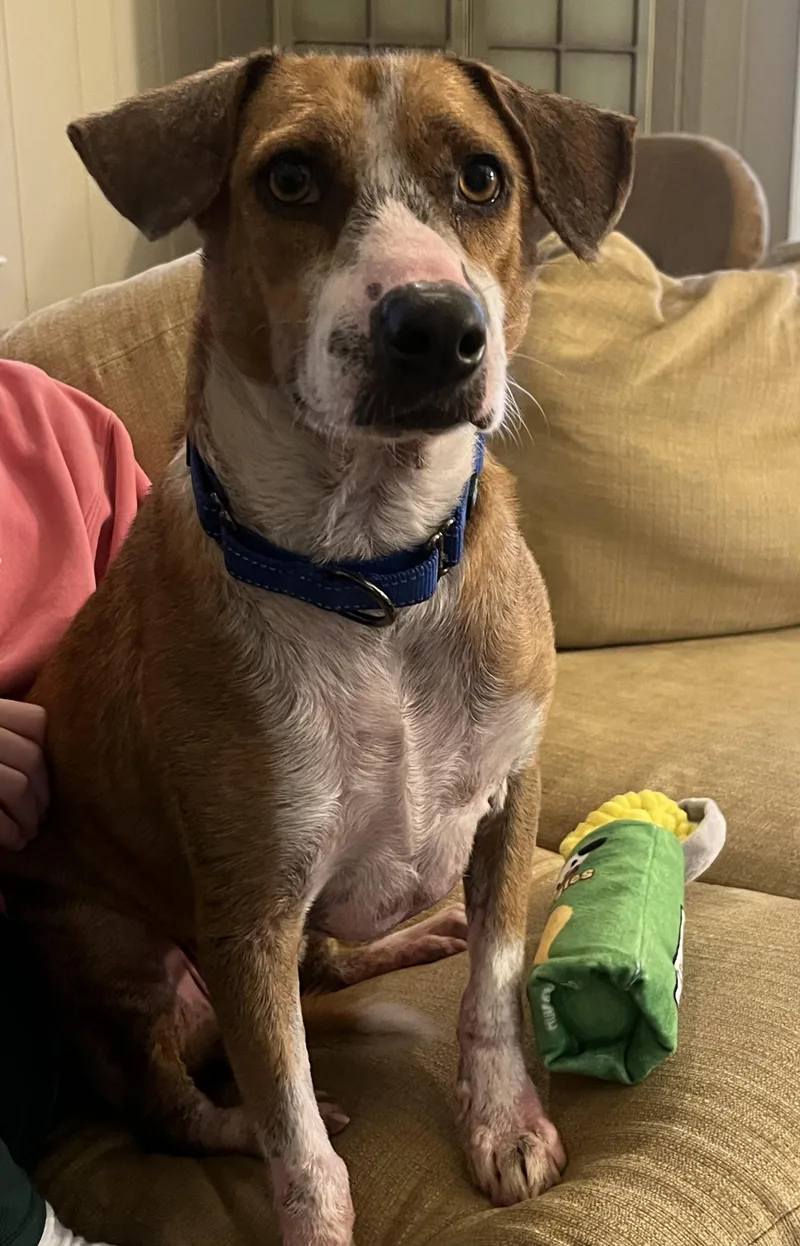 French Fries thumbnail 5