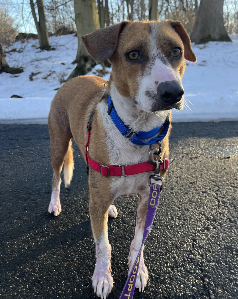 French Fries thumbnail 6