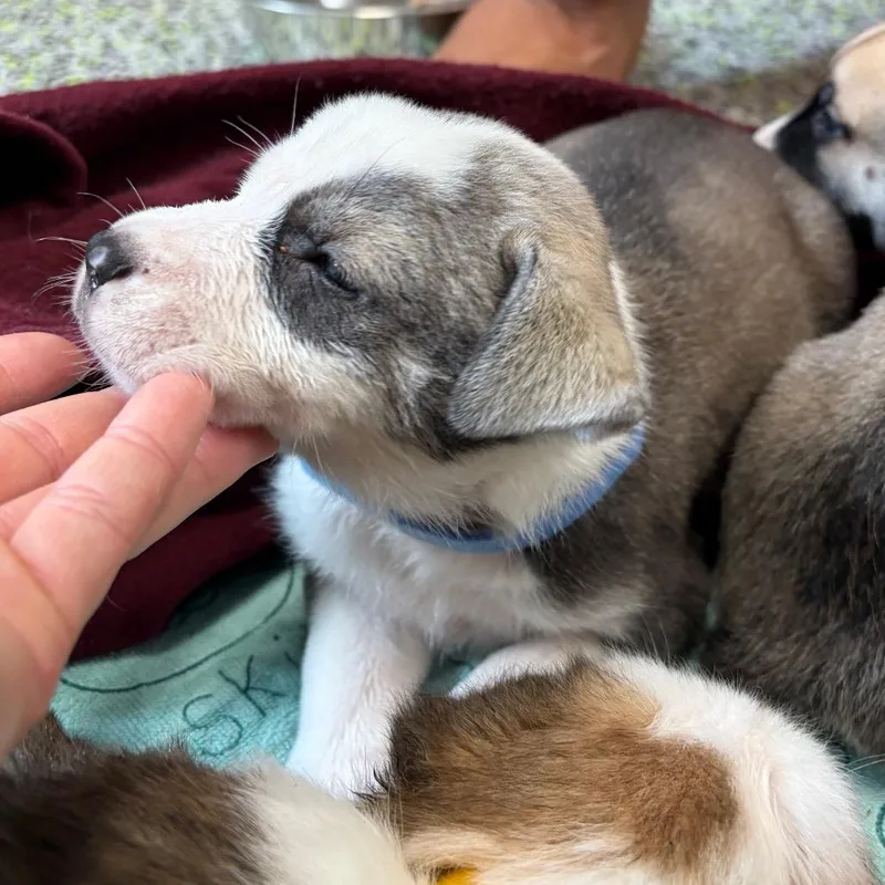 A baby medium-sized male Husky dog named Eeyore for adoption in Fredericksburg, TX
