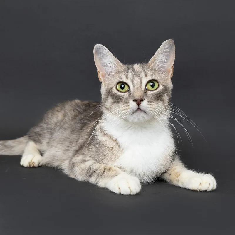 A young medium-sized female Brown / Chocolate Domestic Short Hair cat named Marcy for adoption in Franklin, TN