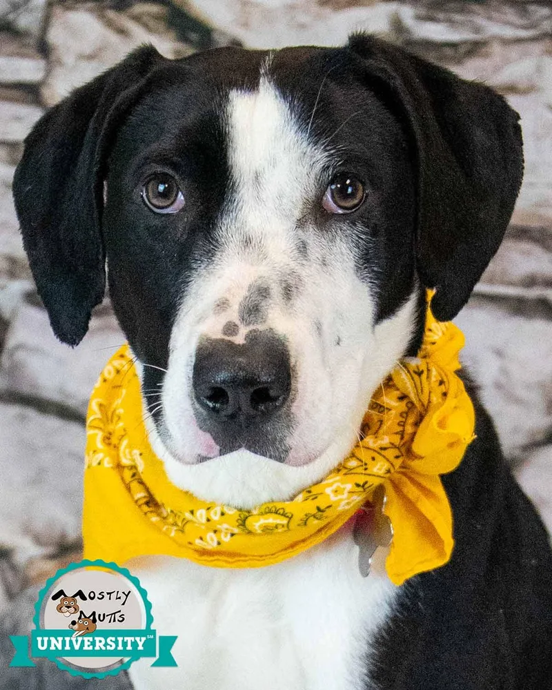 A baby medium-sized female Hound dog named Monica for adoption in Kennesaw, GA