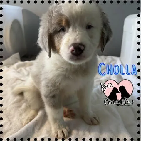 A baby medium-sized male White / Cream Australian Cattle Dog / Blue Heeler dog named Cholla for adoption in Gilbert, AZ