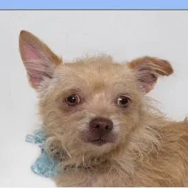 A senior small-sized female Yellow / Tan / Blond / Fawn Fox Terrier dog named Hopi Yvonne for adoption in Ramona, CA