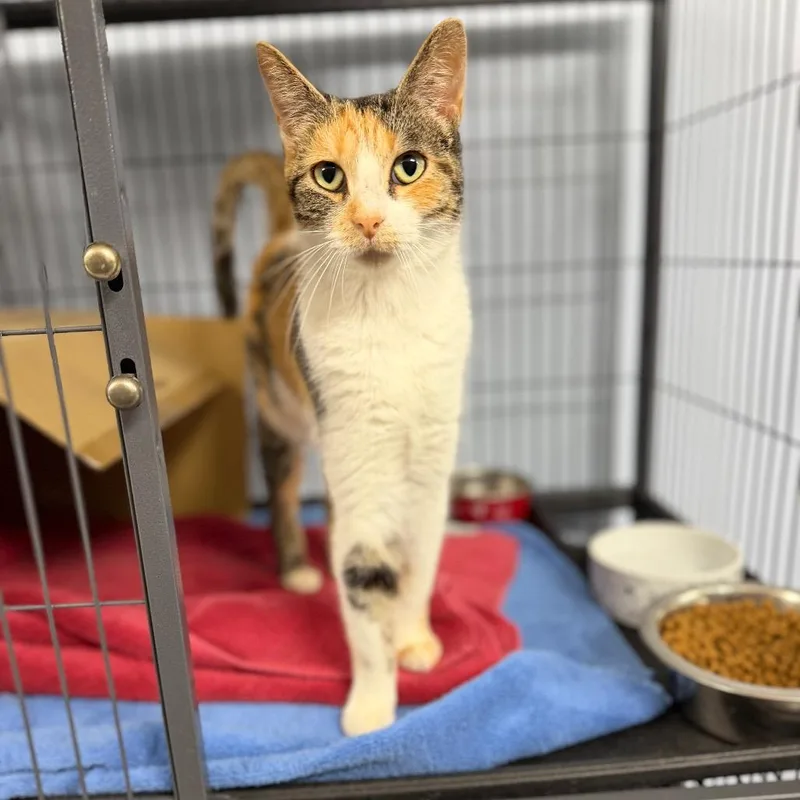 An adult medium-sized female Domestic Short Hair cat named Claire for adoption in Portage, MI