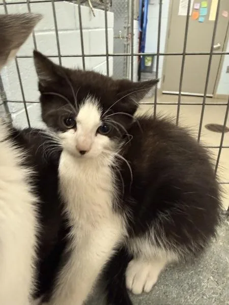 A baby small-sized male Domestic Short Hair cat named The Gathering for adoption in Millersville, MD