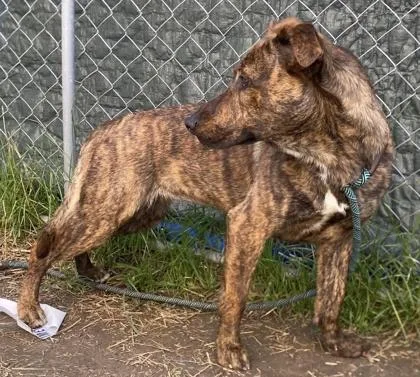 A young large-sized female Mixed Breed dog named Ruthy for adoption in Hobart, IN