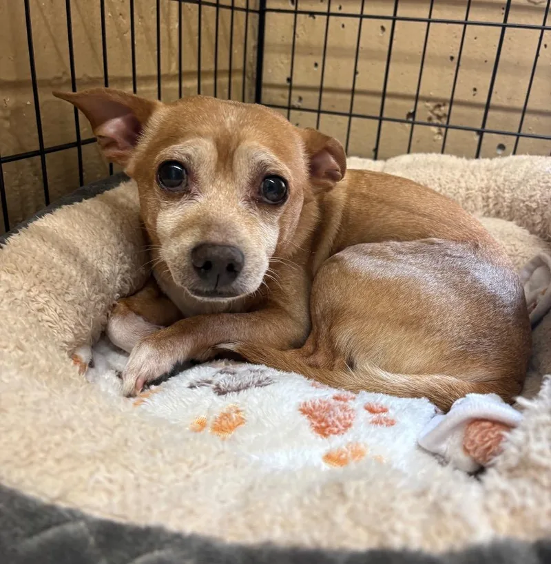 An adult medium-sized male Chihuahua dog named Matcha for adoption in Fall River, MA