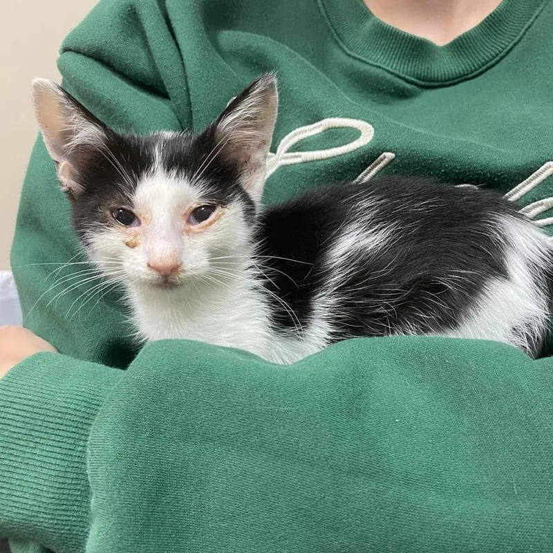 A baby small-sized female Black Domestic Short Hair cat named Mack for adoption in Norfolk, NE