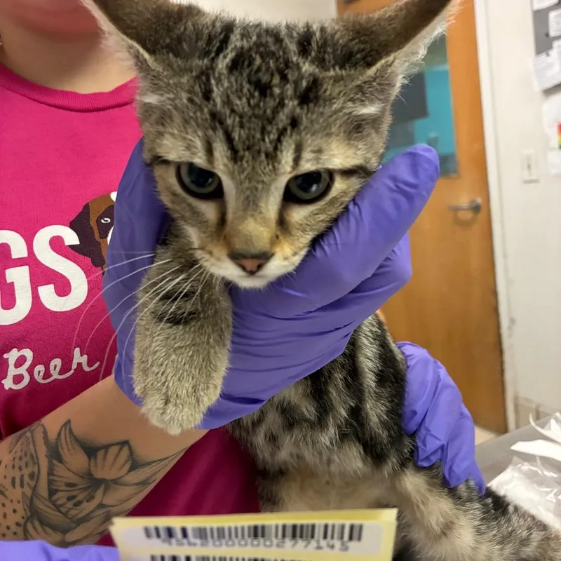 A baby small-sized male Domestic Medium Hair cat named Hex for adoption in Charleston, WV