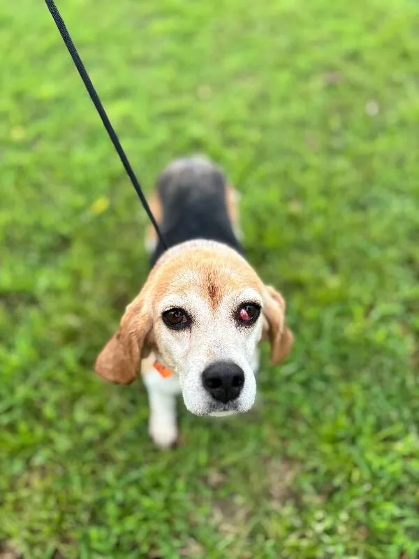 A senior medium-sized female Tricolor (Brown, Black, & White) Beagle dog named Melissa for adoption in Aiken, SC