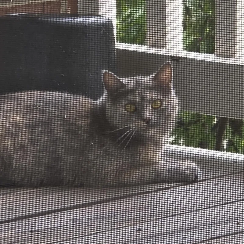 A young small-sized female Gray / Blue / Silver British Shorthair cat named Soli Home To for adoption in South Elgin, IL