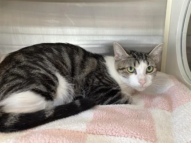 A young small-sized female Domestic Short Hair cat named Bing for adoption in Tustin, CA