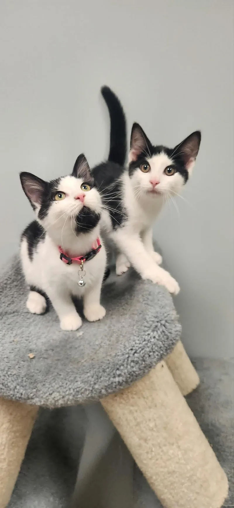 A baby medium-sized female Black & White / Tuxedo Domestic Short Hair cat named Artemis for adoption in Chambersburg, PA