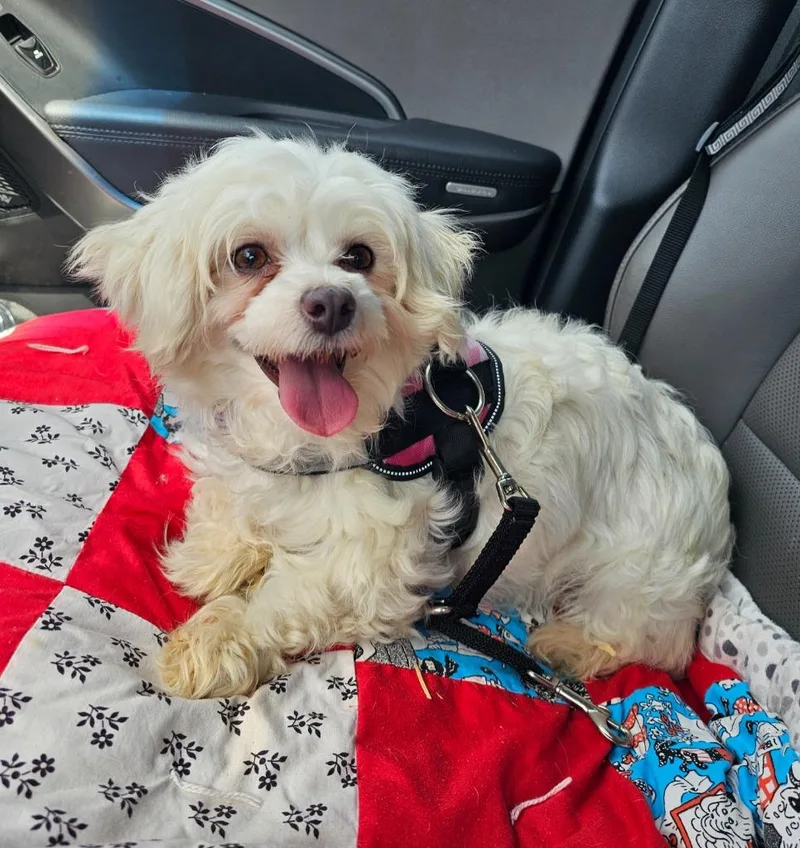 An adult small-sized female Maltese dog named Maizy for adoption in Kettering, OH