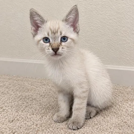 A baby small-sized male Siamese cat named Cashew for adoption in Hawthorne, CA