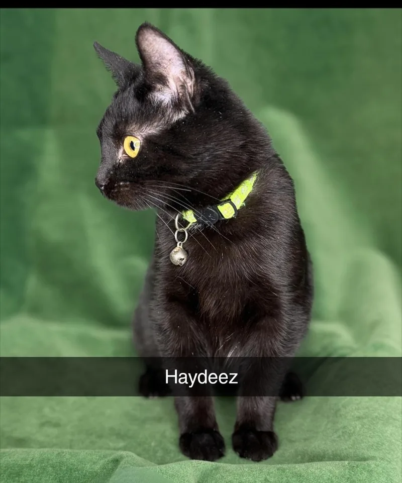 Haydeez thumbnail 2