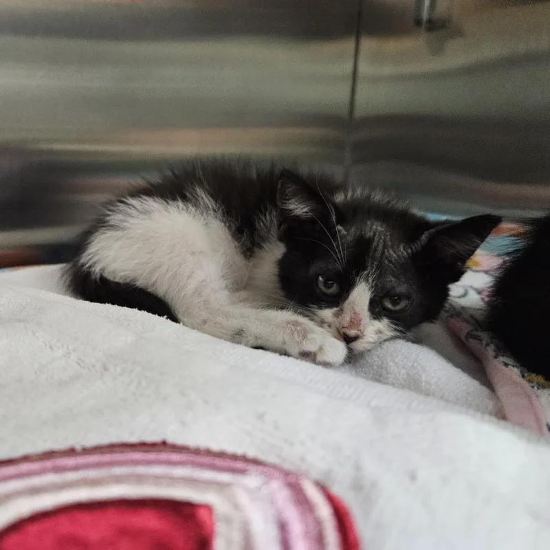 A baby small-sized female Black Domestic Short Hair cat named Dogwood for adoption in Austin, TX