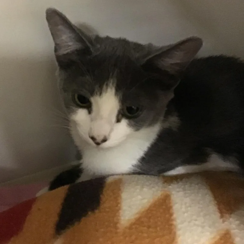 A baby small-sized female Gray / Blue / Silver Domestic Short Hair cat named Jolene for adoption in Redwood City, CA