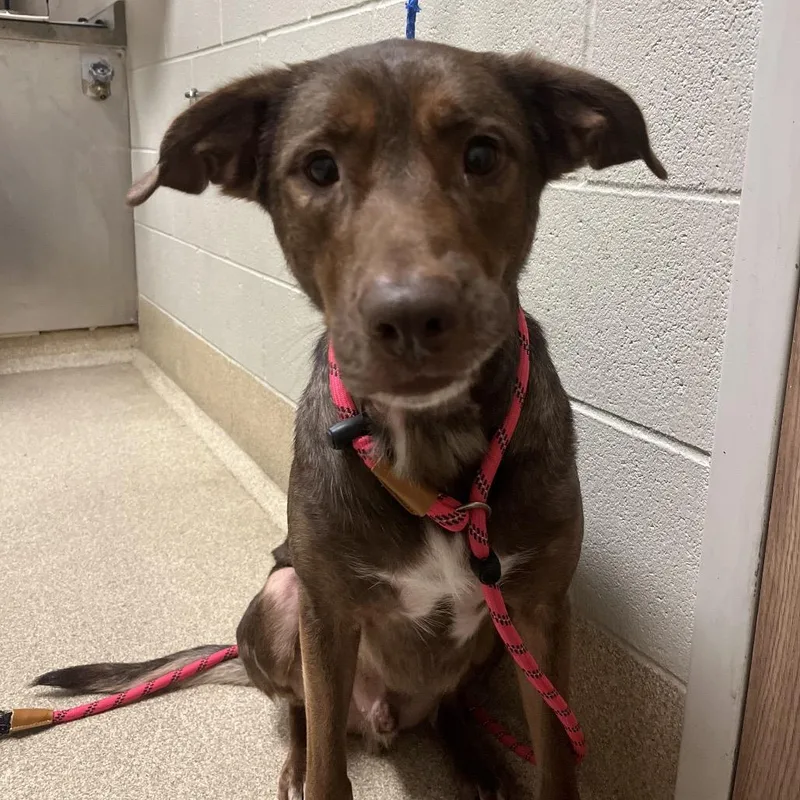 An adult medium-sized male Brown / Chocolate Labrador Retriever dog named Gunner for adoption in Bristol, IN